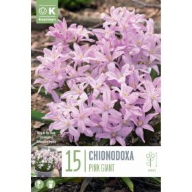 Chionodoxa Pink Giant - 15 Bulbs